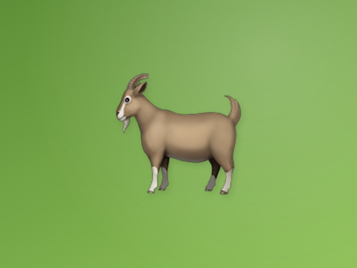 Black Bengal Goat