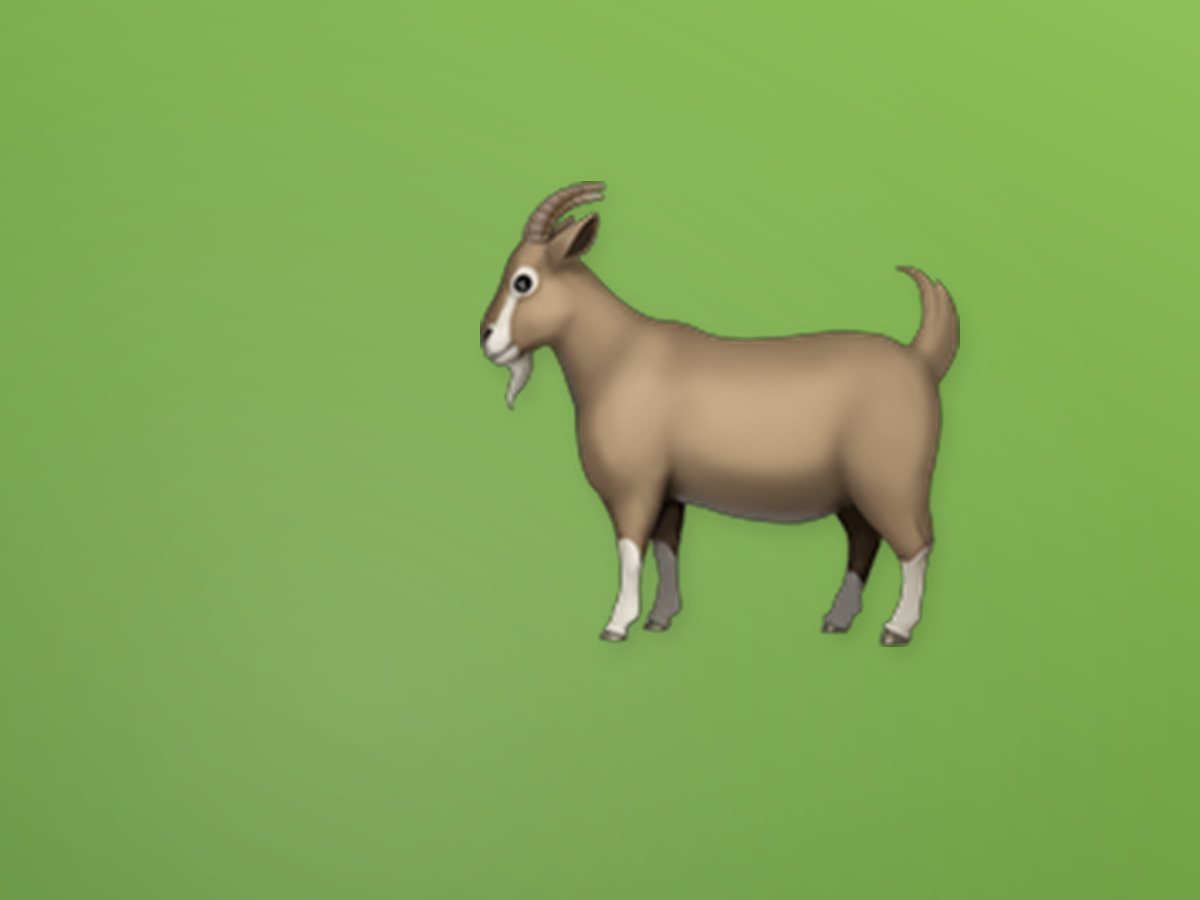 Black Bengal Goat 2