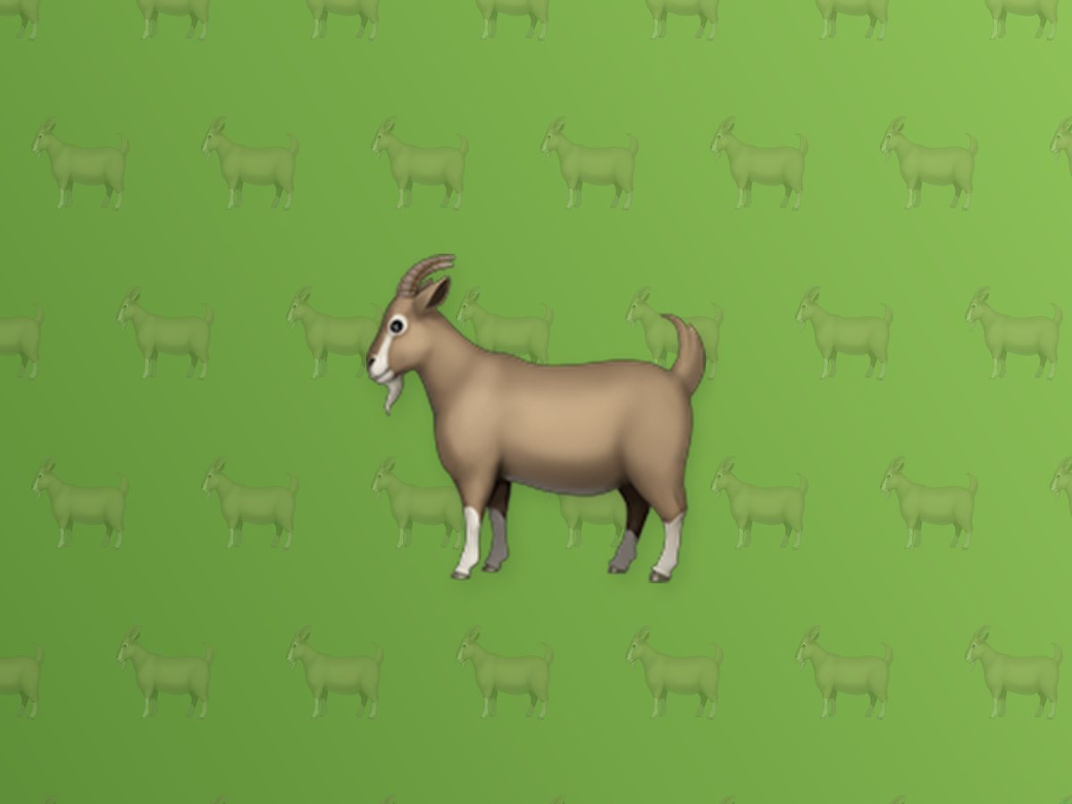 Black Bengal Goat 3