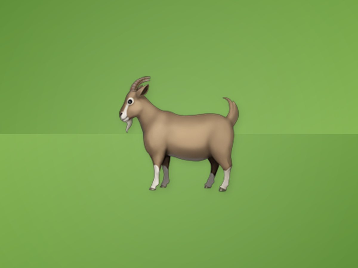 Black Bengal Goat 4
