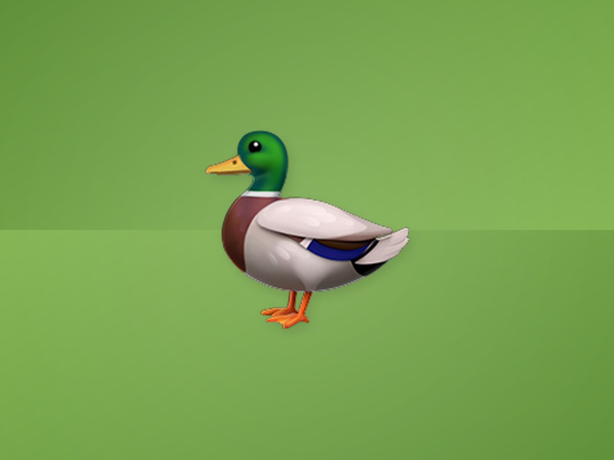 Farm Duck 4