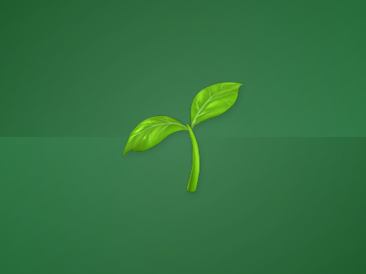 Garlic Seed 4