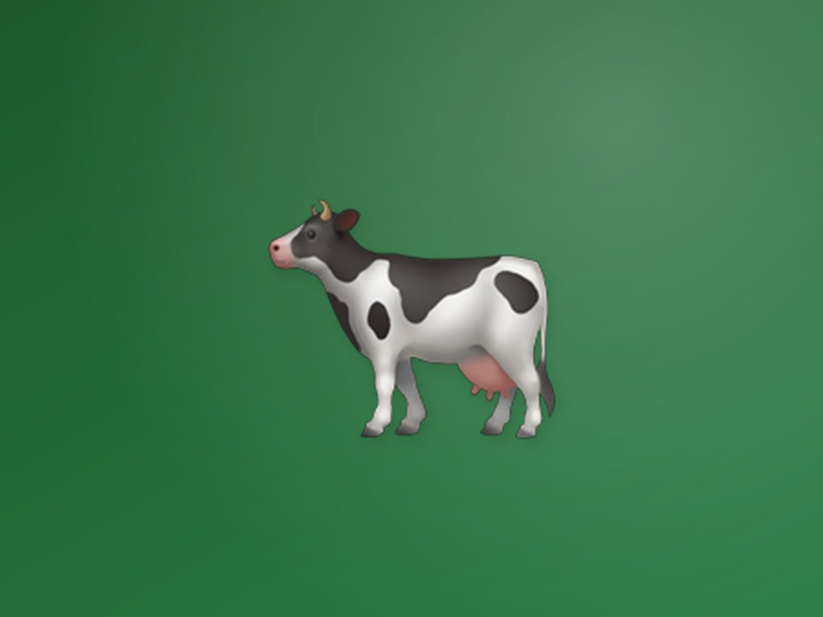 Native Dairy Cow