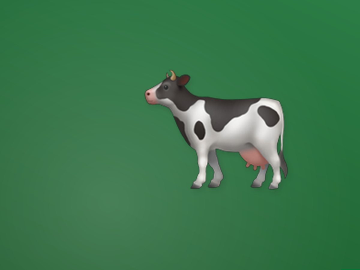 Native Dairy Cow 2