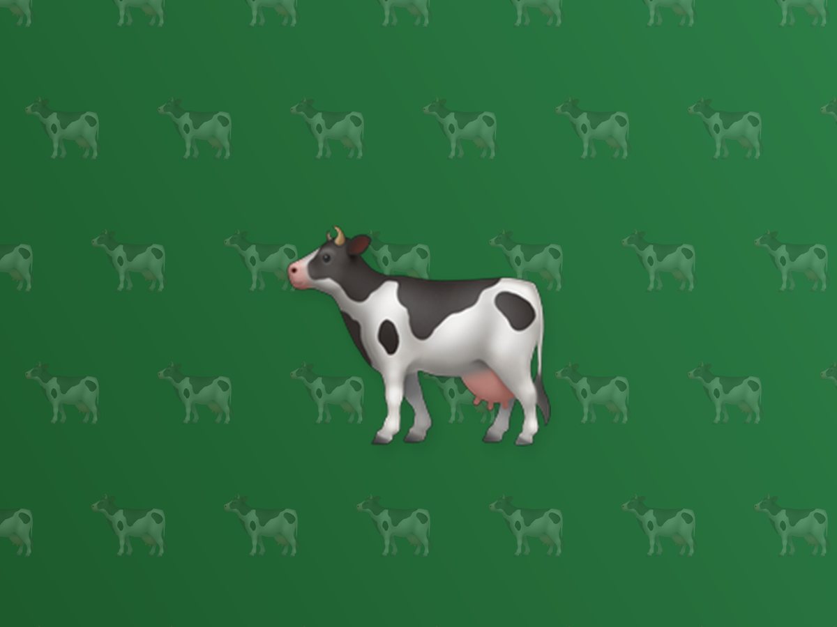 Native Dairy Cow 3