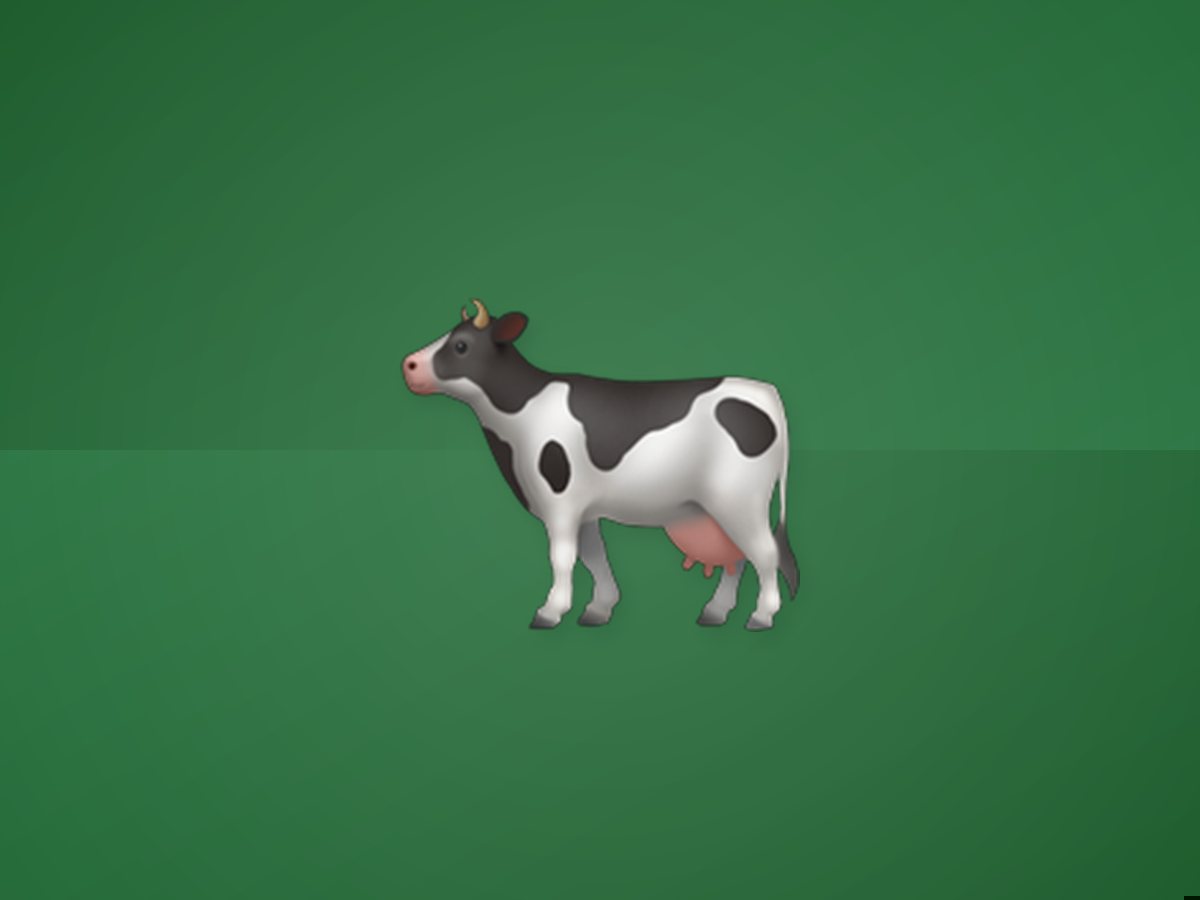 Native Dairy Cow 4