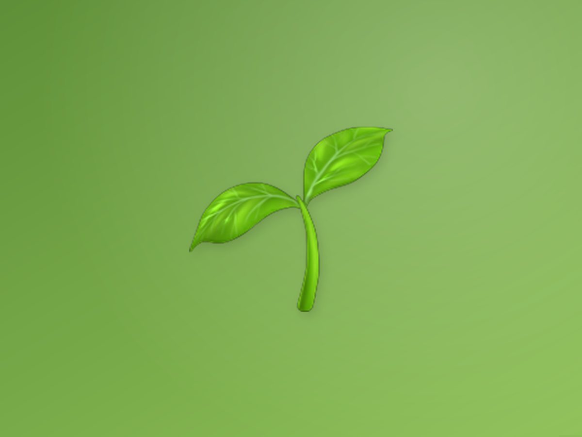 Onion Seed