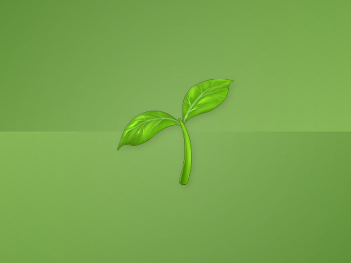 Onion Seed 4