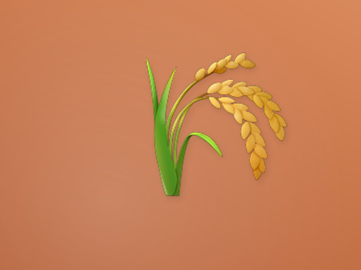 Jute 2