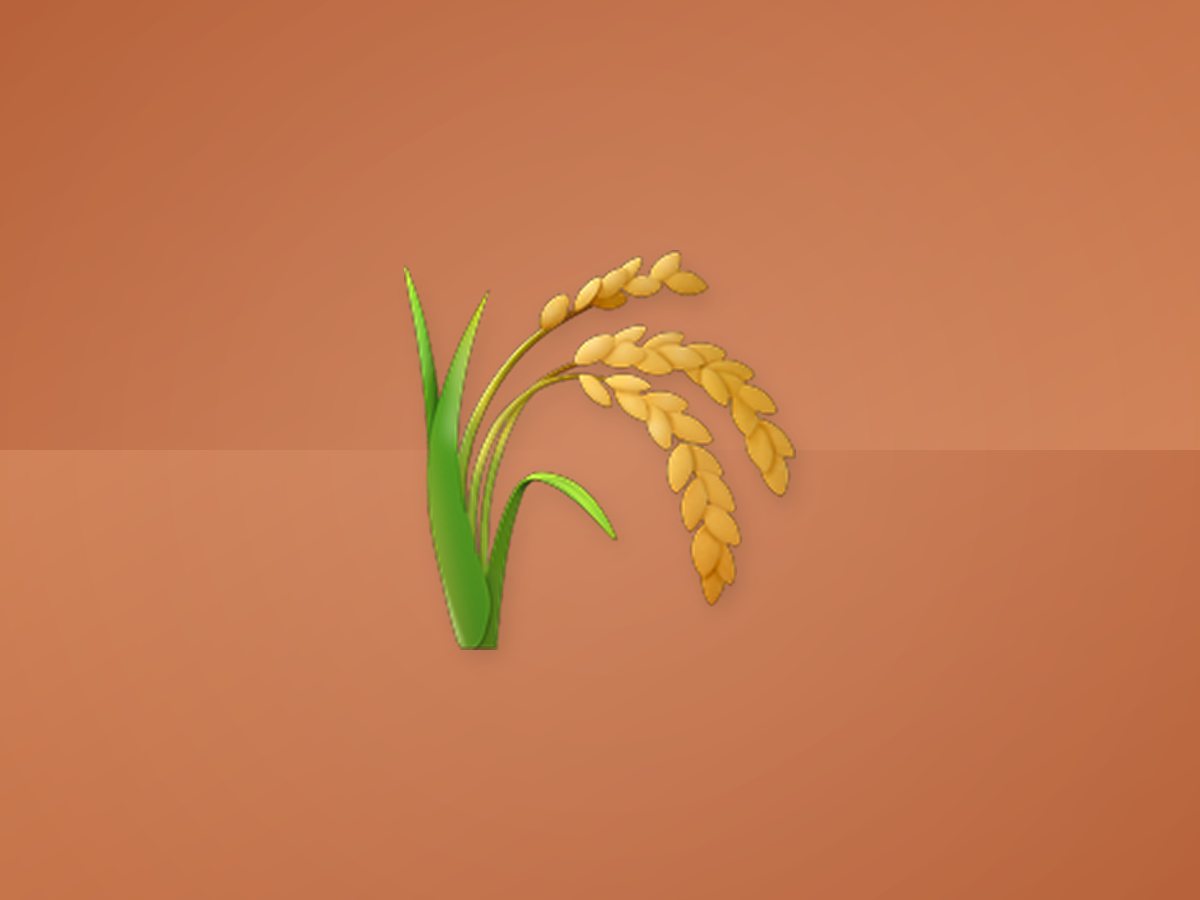 Jute 4